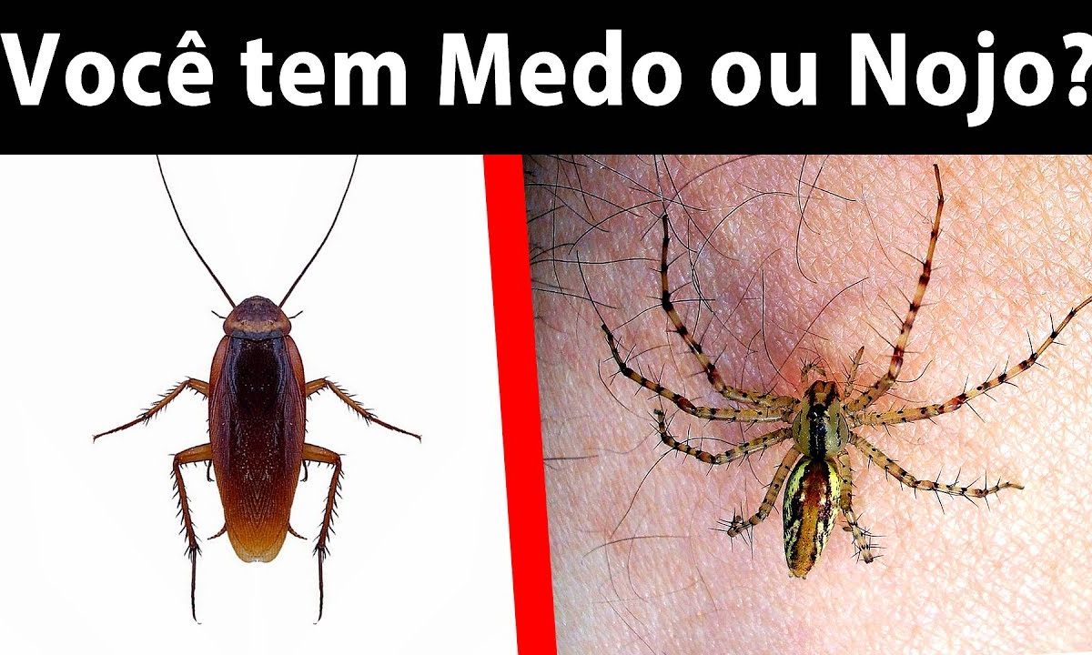 Teste Sua Resistência das 4 Maiores Fobias no Mundo