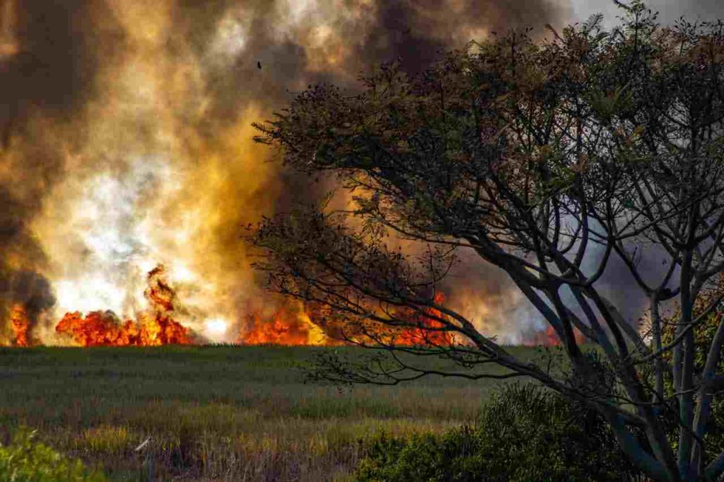 Impacto das queimadas no Brasil e suas consequências