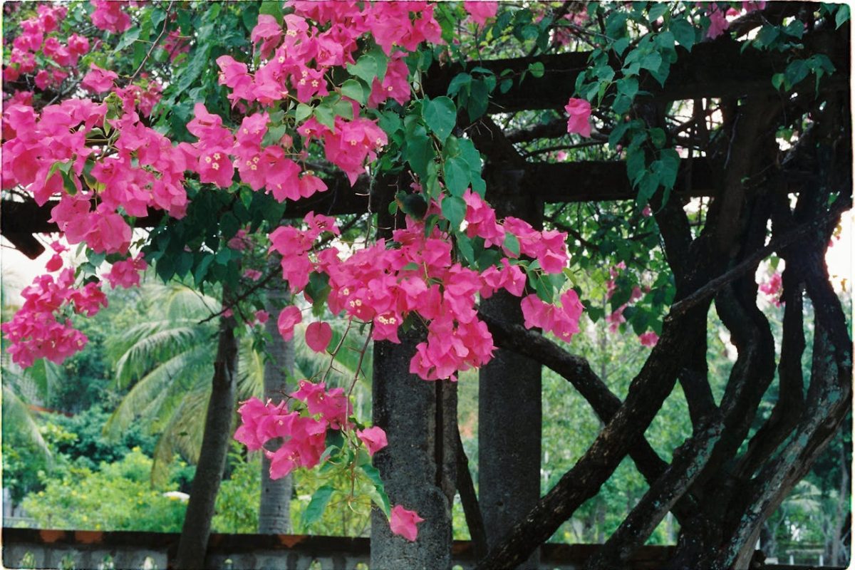Trepadeiras Floridas Que Deixam o Jardim Inesquecível: Beleza Vertical com Pouco Esforço