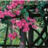 Trepadeiras floridas